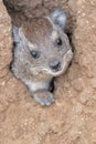 Rock Hyrax