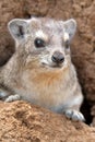 Rock Hyrax Royalty Free Stock Photo