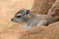 Rock Hyrax