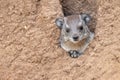 Rock Hyrax Royalty Free Stock Photo