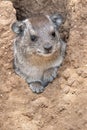 Rock Hyrax Royalty Free Stock Photo