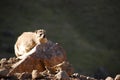 Rock hyraxes basking in the sun Royalty Free Stock Photo