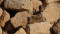 Rock hyraxes sunbathing in early morning Royalty Free Stock Photo