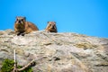 A Rock Hyraxs or Dassies in Tsitsikamma National Park, South Africa
