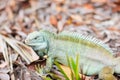 Rock iguana at Little Water Cay