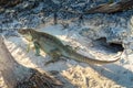 Rock Iguana, on the Sand in Turks and Caicos Islands