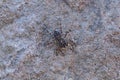 Rock Jumping spider, Menemerus bonneti, Satara, Maharashtra