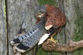 Rock Kestrel Royalty Free Stock Photo