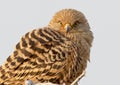 rock kestrel