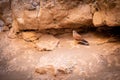 A rock kestrel  Falco Rupicolus with a mouse looking at the camera, Sesriem Canyon, Sossusvlei, Namibia. Royalty Free Stock Photo