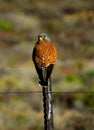 Rock kestrel perched on farm fence