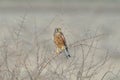 Rock kestrel on thin thorny branch, grey background