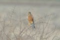 Rock kestrel on thin thorny branch, grey background