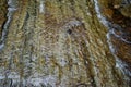 Rock layer close-up with rippled water flow of alpine brook