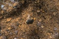 Rock laying In River Water