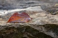 A rock an a leaf with lifelines on it Royalty Free Stock Photo