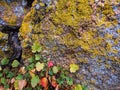 Rock, Lichen, Leaves