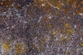 Rock lichen. Lichen on stone texture. Abstract lichen pattern texture background. Colorful grunge background. Mountain grunge