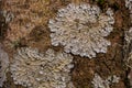 Rock, lichen and moss texture and background. Mossy stone background. Abstract texture and background for designers. Royalty Free Stock Photo