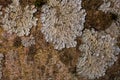 Rock, lichen and moss texture and background. Mossy stone background. Abstract texture and background for designers. Royalty Free Stock Photo