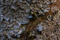 Rock, lichen and moss texture and background. Mossy stone background. Abstract texture and background for designers.