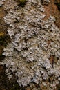 Rock, lichen and moss texture and background. Mossy stone background. Abstract texture and background for designers.