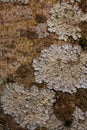 Rock, lichen and moss texture and background. Mossy stone background. Abstract texture and background for designers. Royalty Free Stock Photo