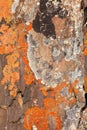 Rock Lichens Background Pattern Royalty Free Stock Photo