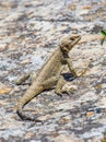 Rock lizard. Caucasian agama on the rock.