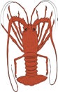 Rock lobster illustration