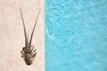 Rock lobster sea background Royalty Free Stock Photo