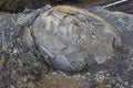 Rock macro, onion skin weathering / weathered stone texture