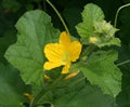 Rock Melon Flower