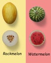 Rock melon half and watermelon Royalty Free Stock Photo