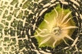 Rock Melon Macro