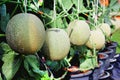 Rock Melons Or Green Cantaloupes Group Hanging On Tree