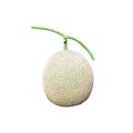 Rock melons or green cantaloupes isolated on white background , clipping path Royalty Free Stock Photo