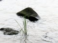 A rock in the middle of the lake with a stalk of grass