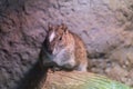 Rock moko - Kerodon rupestris sits on a tree branch