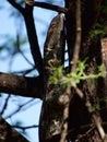 Rock monitor Royalty Free Stock Photo