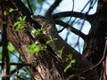 Rock monitor Royalty Free Stock Photo