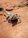 Rock monitor lizard Royalty Free Stock Photo