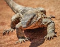 Rock monitor lizard Royalty Free Stock Photo