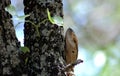 Rock Monitor Lizard, South Africa Royalty Free Stock Photo