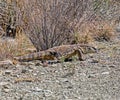 Rock Monitor Royalty Free Stock Photo