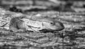 Rock Monitor Royalty Free Stock Photo