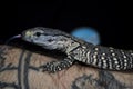 Rock monitor (Varanus albigularis) Royalty Free Stock Photo