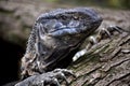 Rock monitor (Varanus albigularis) Royalty Free Stock Photo