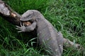 Rock monitor (Varanus albigularis) Royalty Free Stock Photo