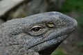 Rock monitor (Varanus albigularis) Royalty Free Stock Photo